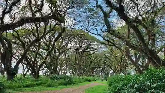 De Djawatan Benculuk Banyuwangi