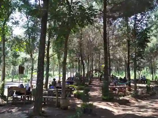 Hutan Pinus Kediri