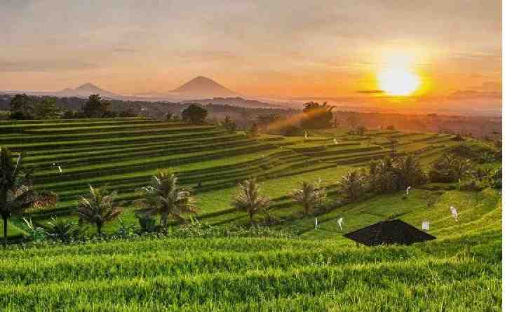 Sawah Terasering Tegallalang Bali